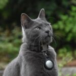 Een kat met een GPS tracker aan zijn halsband, veilig en vrij in de natuur.
