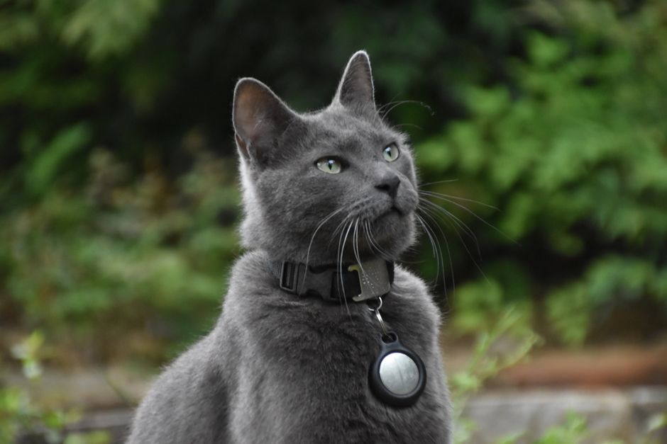 Een kat met een GPS tracker aan zijn halsband, veilig en vrij in de natuur.